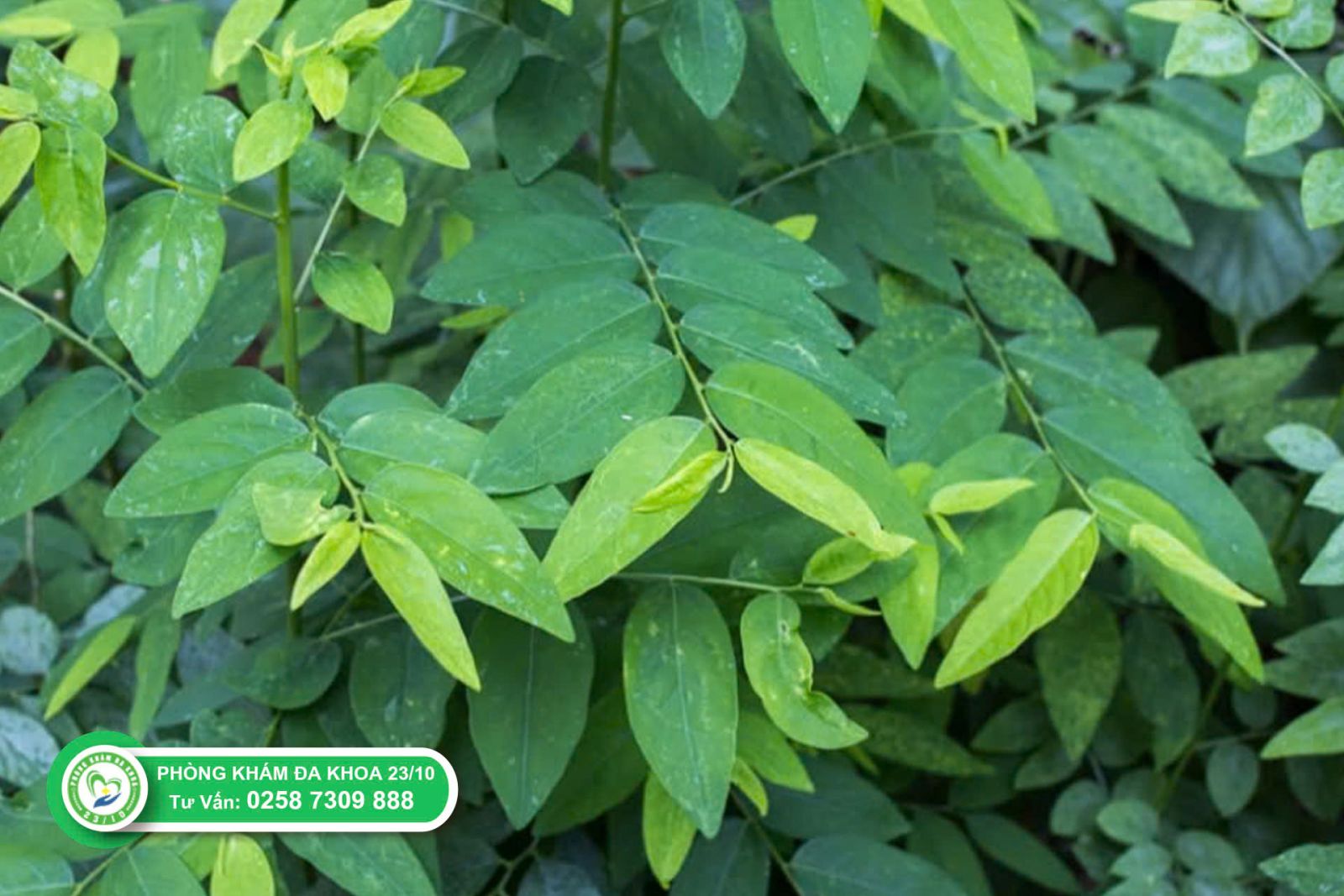 Đình chỉ thai kì bằng rau ngót