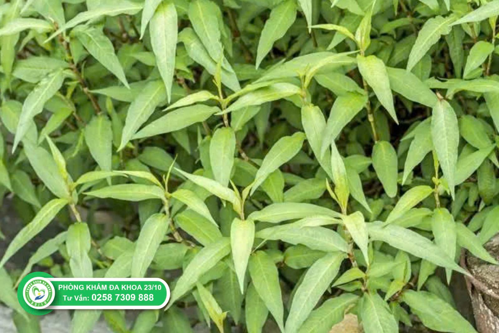 Đình chỉ thai bằng rau răm