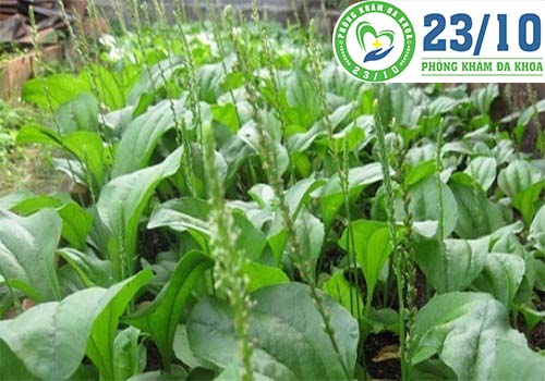 Bông mã đề có tác dụng thanh nhiệt, giải độc, lợi tiểu rất tốt để phòng tránh bệnh viêm đường tiết niệu.